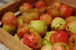 090923 Compote de pommes du jardin4 (7) (Copier)