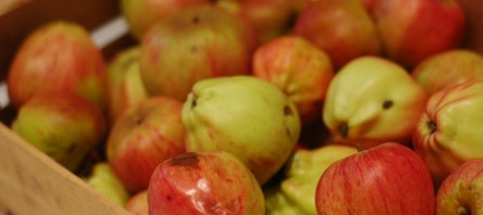 090923 Compote de pommes du jardin4 (7) (Copier)